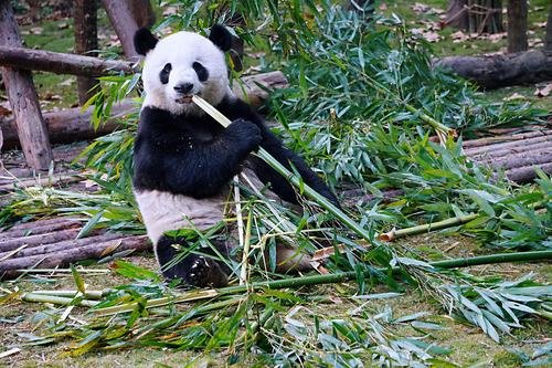 国宝大熊猫真的是素食主义者吗？“干饭人”大熊猫“干饭”到底有多讲究？