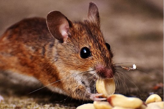 断瓦残垣是什么生肖动物