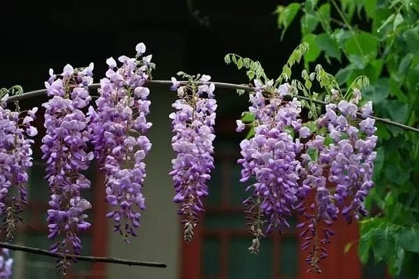 缠绕茎有哪些植物