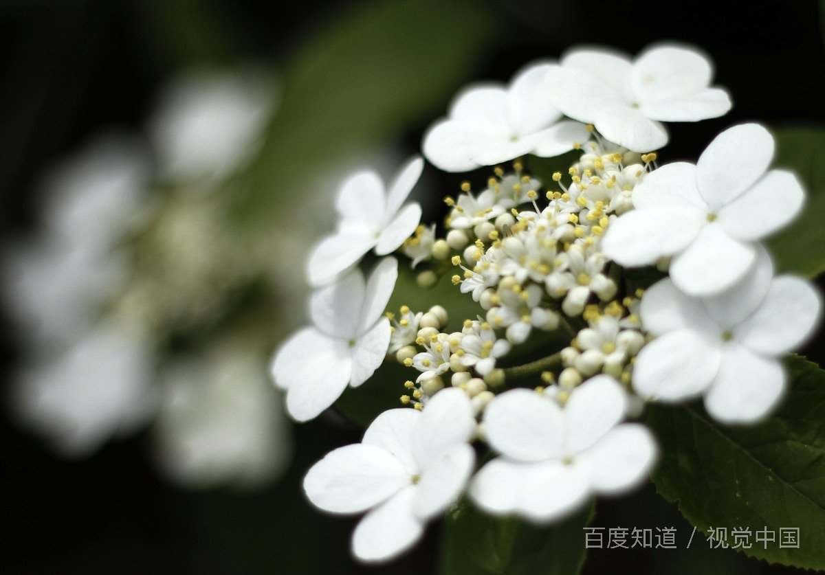 为什么中国人穿旗袍进行日常活动的人很少？