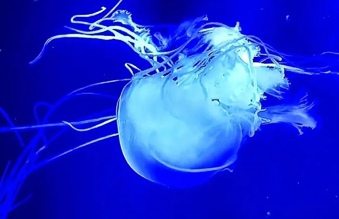 哪种海洋动物没有