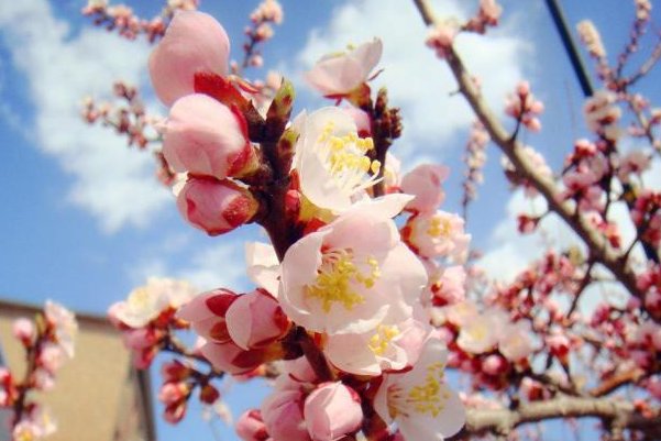哪种花被称为及弟花
