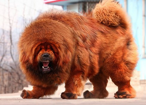 藏獒为什么会吃主人