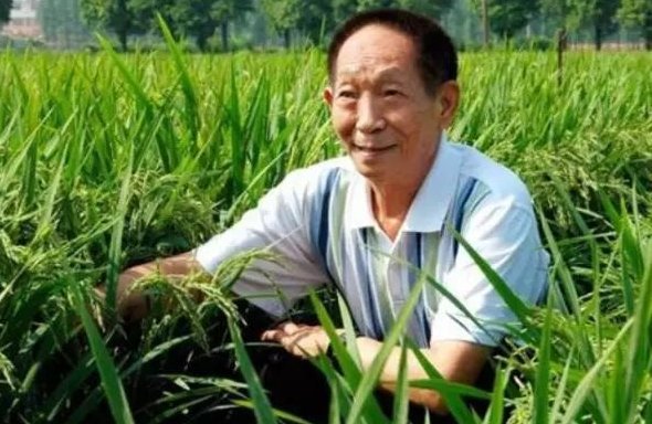 袁隆平是怎样研究出杂交水稻