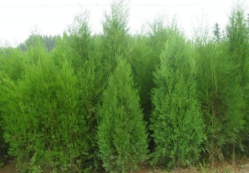 有关侧柏的所有资料！