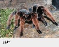 狼蛛大还是蜢蜘大？