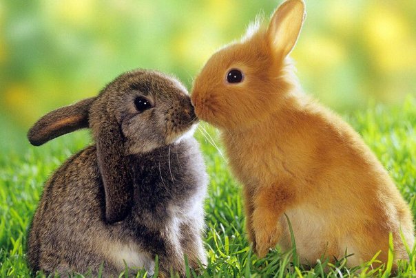 周游列国指哪些动物生肖