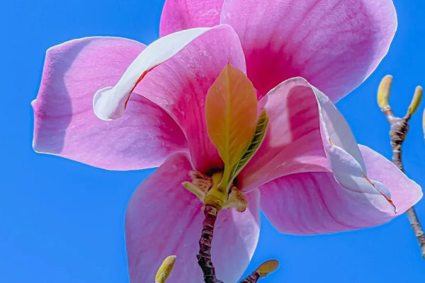 玉兰花的样子,颜色,气味,特点