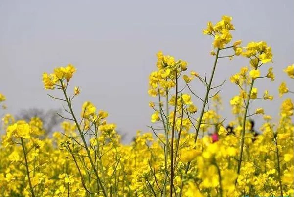 形容鲜花美丽绽放的句子