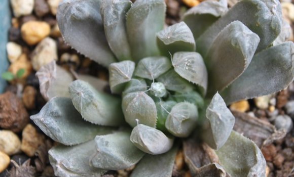 玉露干瘪了萎缩怎么办