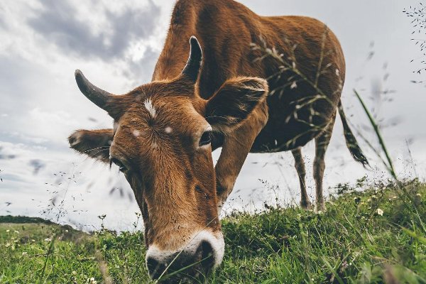 九牛一毛的典故