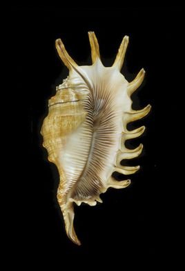 红娇凤凰螺的生活习性