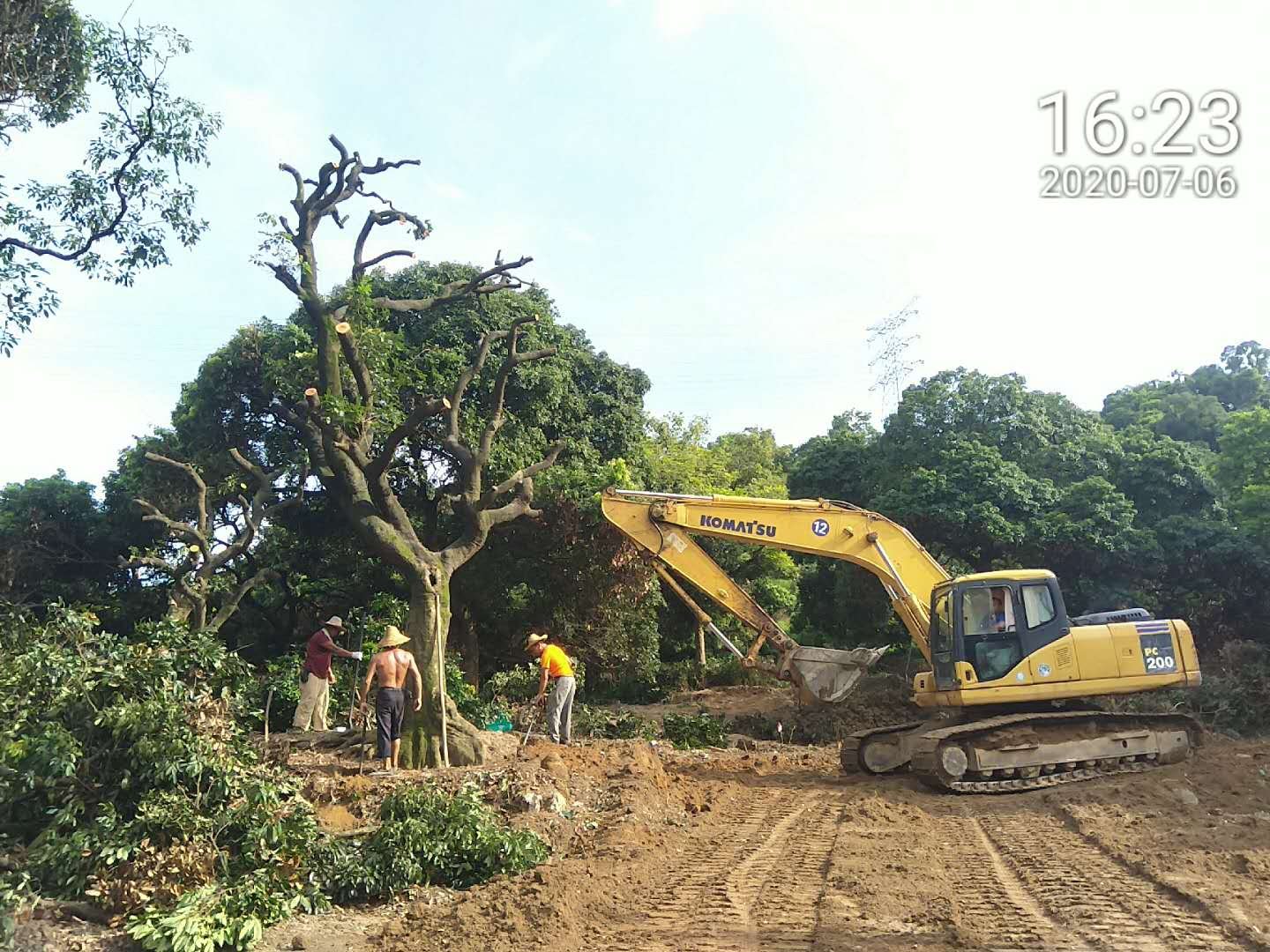 广州砍树来龙去脉是什么？