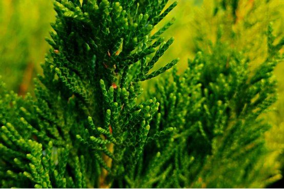 松柏象征的意义是什么？