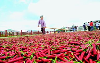 全国最大的辣椒交易市场在哪里？其火爆程度是怎样的？