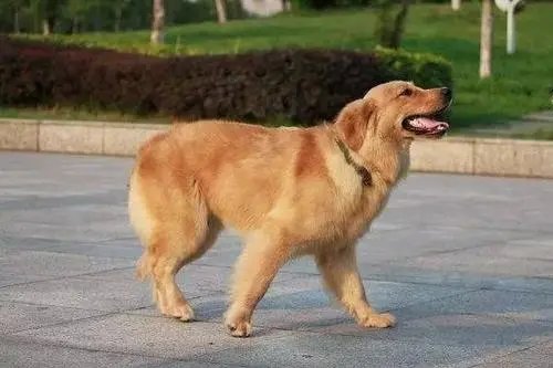 郑州一社区全面禁止养狗引热议，你如何看待这一举措？