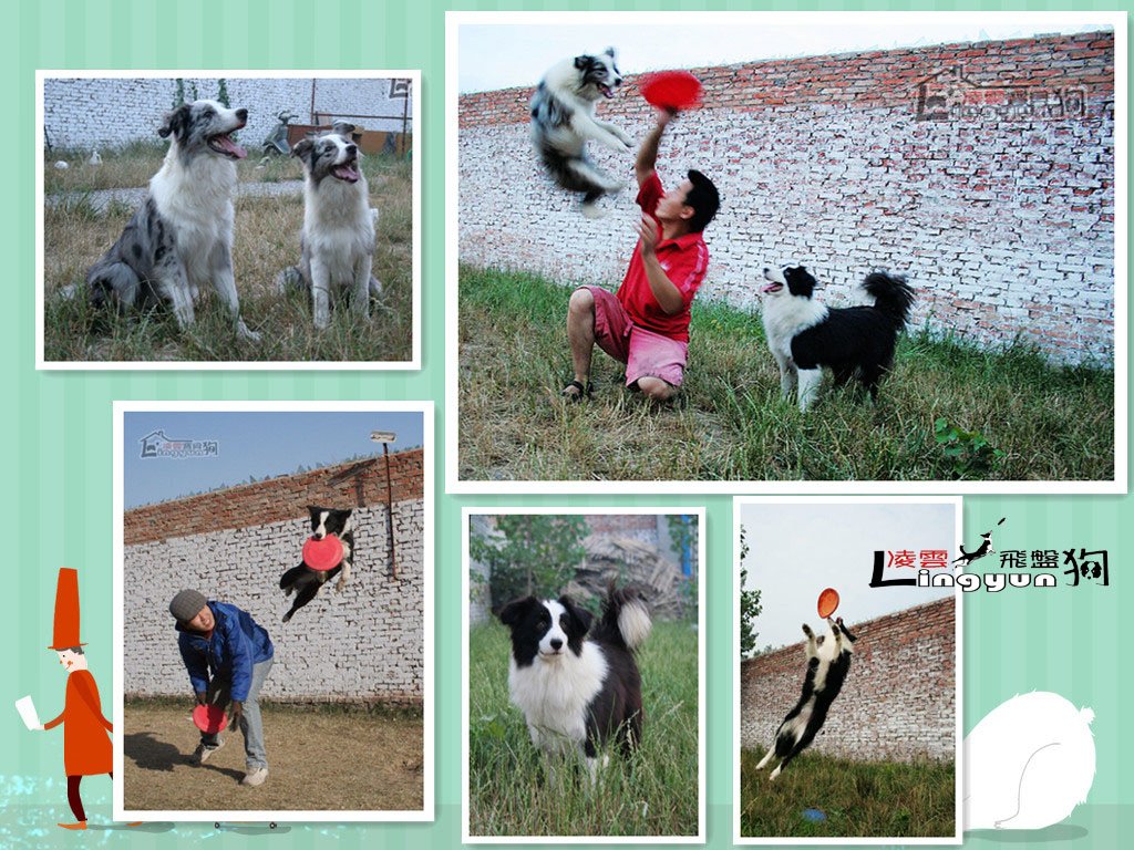 边境牧羊犬