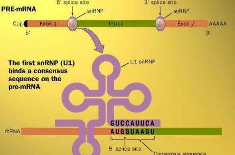 什么是信使RNA?有何生物学功能？