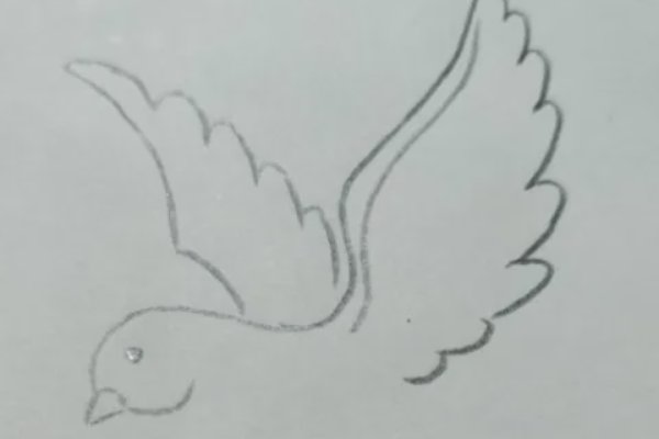 和平鸽怎么画简笔画