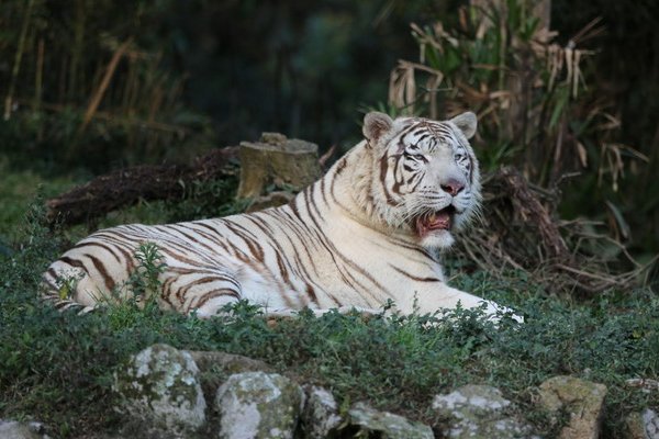 纵虎出匣解释和意思词语