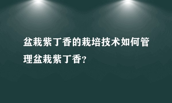 盆栽紫丁香的栽培技术如何管理盆栽紫丁香？