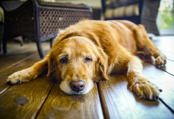 狗狗快不行的征兆