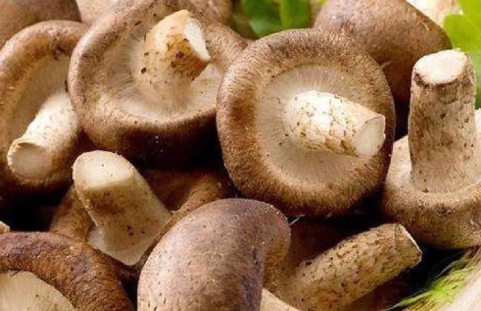 菇的拼音和词语