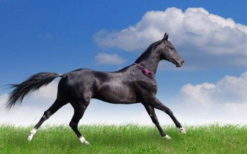 每只脚一个脚趾是什么动物