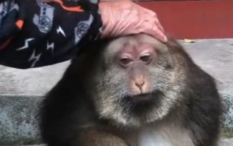 寺庙当家回应师太喂养独臂猴十余年！具体是如何回应的？