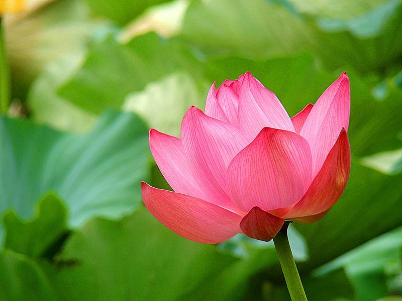 有漏皆苦的漏是什么意思