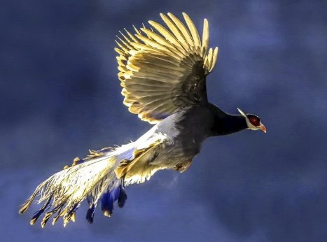 腾拼音怎么拼写读音