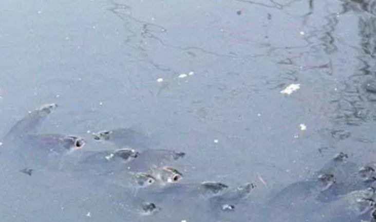 高温停电，塘主数万斤鱼缺氧死亡漂满水面，该如何避免类似事件的发生？