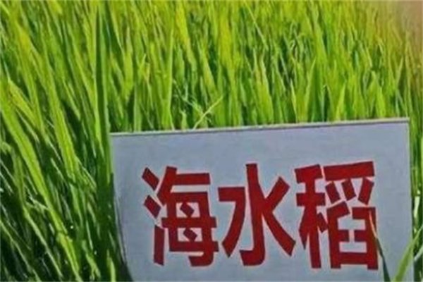 海水稻新米即将上市，这种水稻的产量会更高吗？