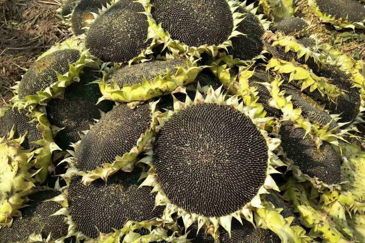 向日葵靠什么传播种子的方法