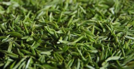 绿茶包括哪些茶叶品种?