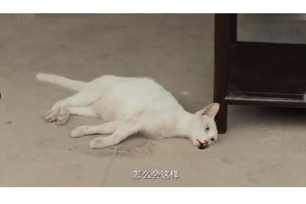 《当家主母》剧组报案，“虐猫”事件的真相是什么？