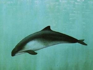 鼠海豚的亚种分化