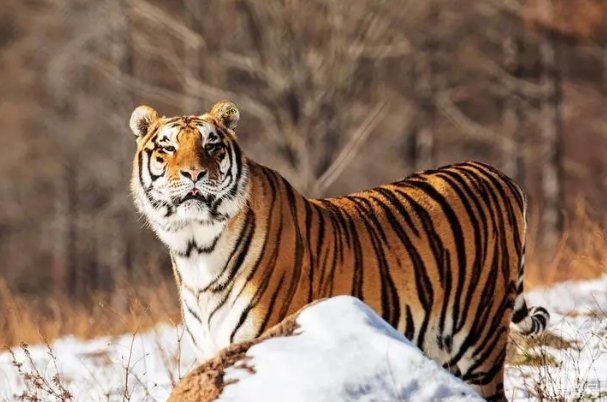 严父慈母是什么生肖动物呢