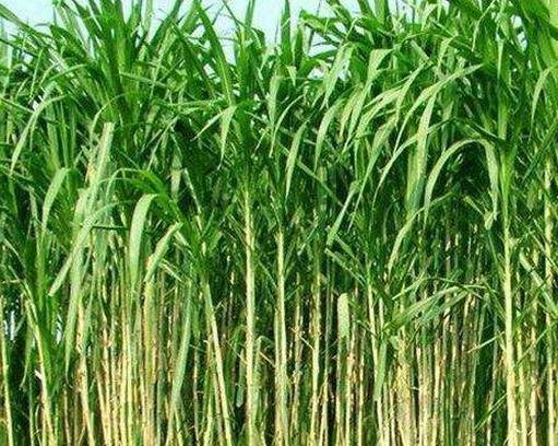 牧草种子怎么收获，牧草收获技术