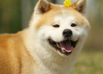 94年属狗男孩的和什么属相最配女孩