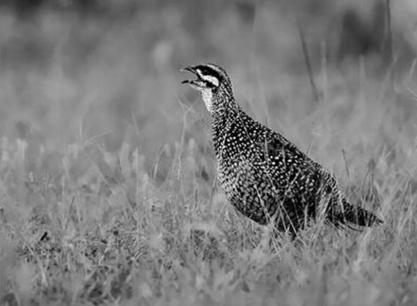 霸气的代号有哪些？