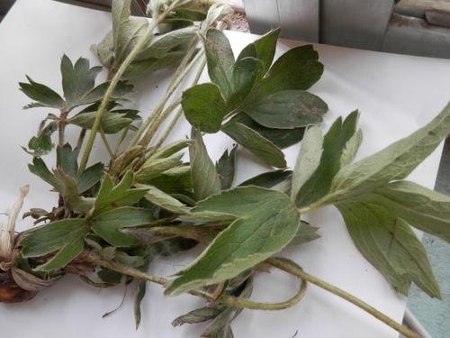 植物靠什么传播？