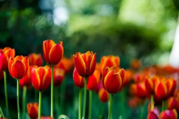 争妍斗艳的拼音及解释