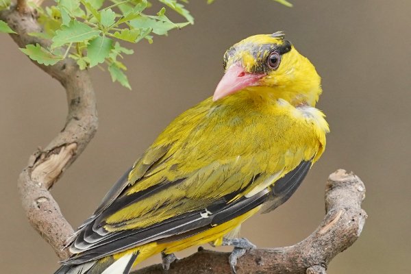 mockingbird什么意思