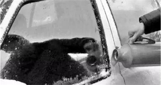 哈尔滨暴雪，一车窗结冰司机“铁头功”一头撞破，此举有何安全隐患？