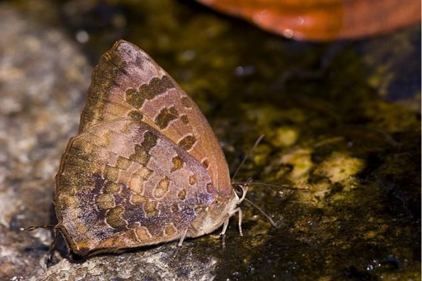 蝶的拼音怎么读