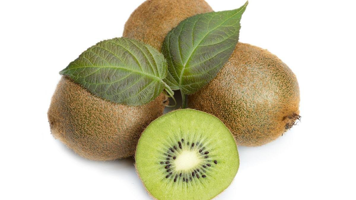 猕猴桃结果后，为什么要在发硬的时候进行采摘？