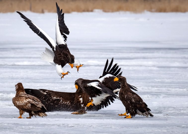 来势汹汹的意思是什么
