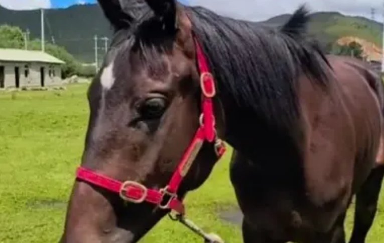 28万的纯血赛马在丽江“走失”！这匹马到底贵在了哪儿？