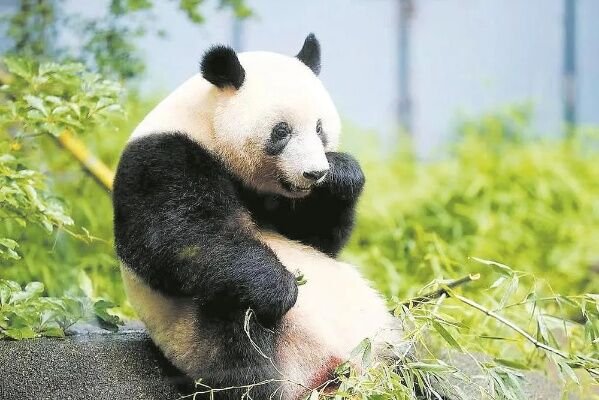 欢迎大熊猫香香回家英文